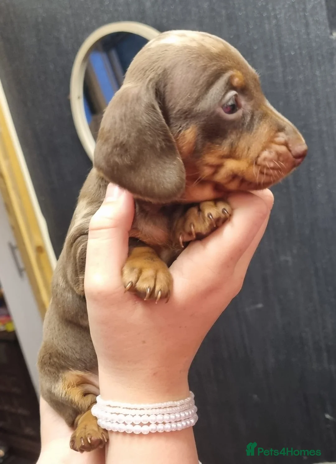 Miniature Dachshund dogs for stud: 🔥For stud proven miniature dachshund🔥   in Windsor - Advert 25