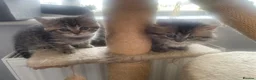 Persian cats for sale: Beautiful Persian X kittens for sale  - Advert 5