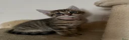 Mixed Breed cats for sale: 3 Gorgeous Tabby Boys available - Advert 20