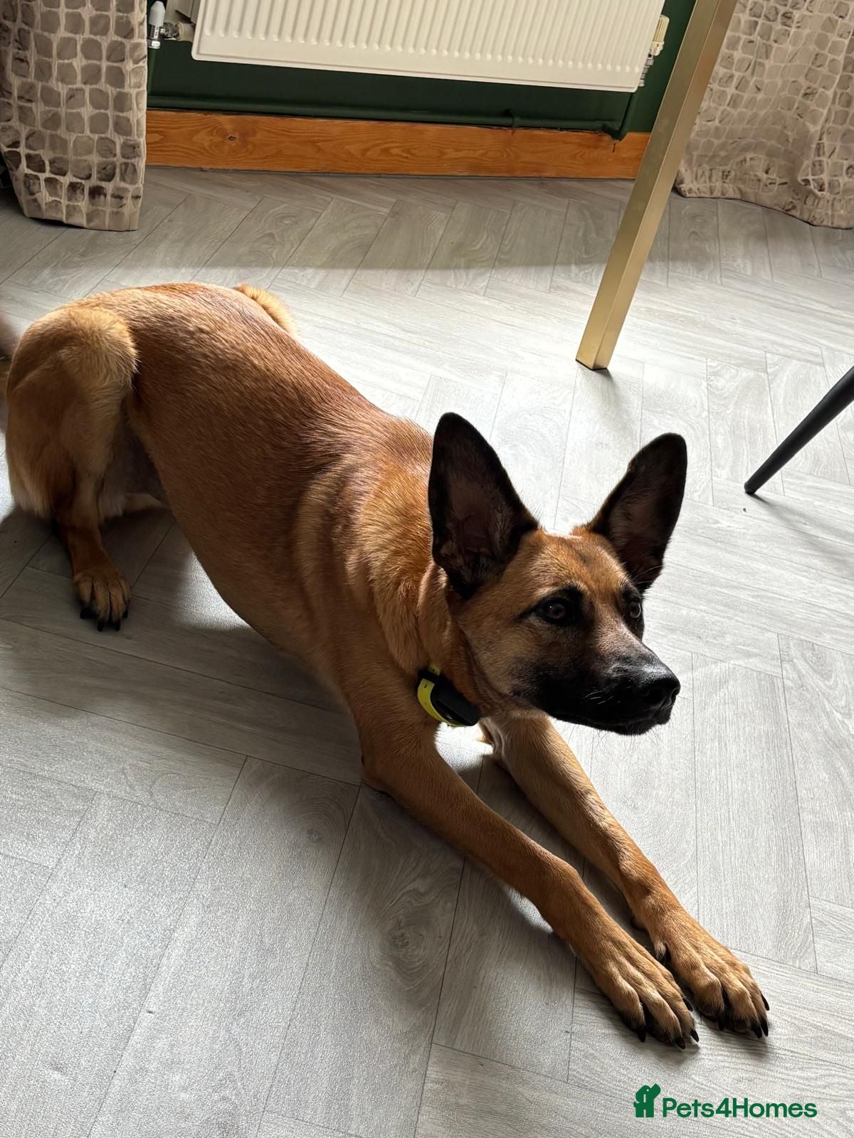 Belgian Shepherd Dog dogs Hi, my name is Maple - Advert 2