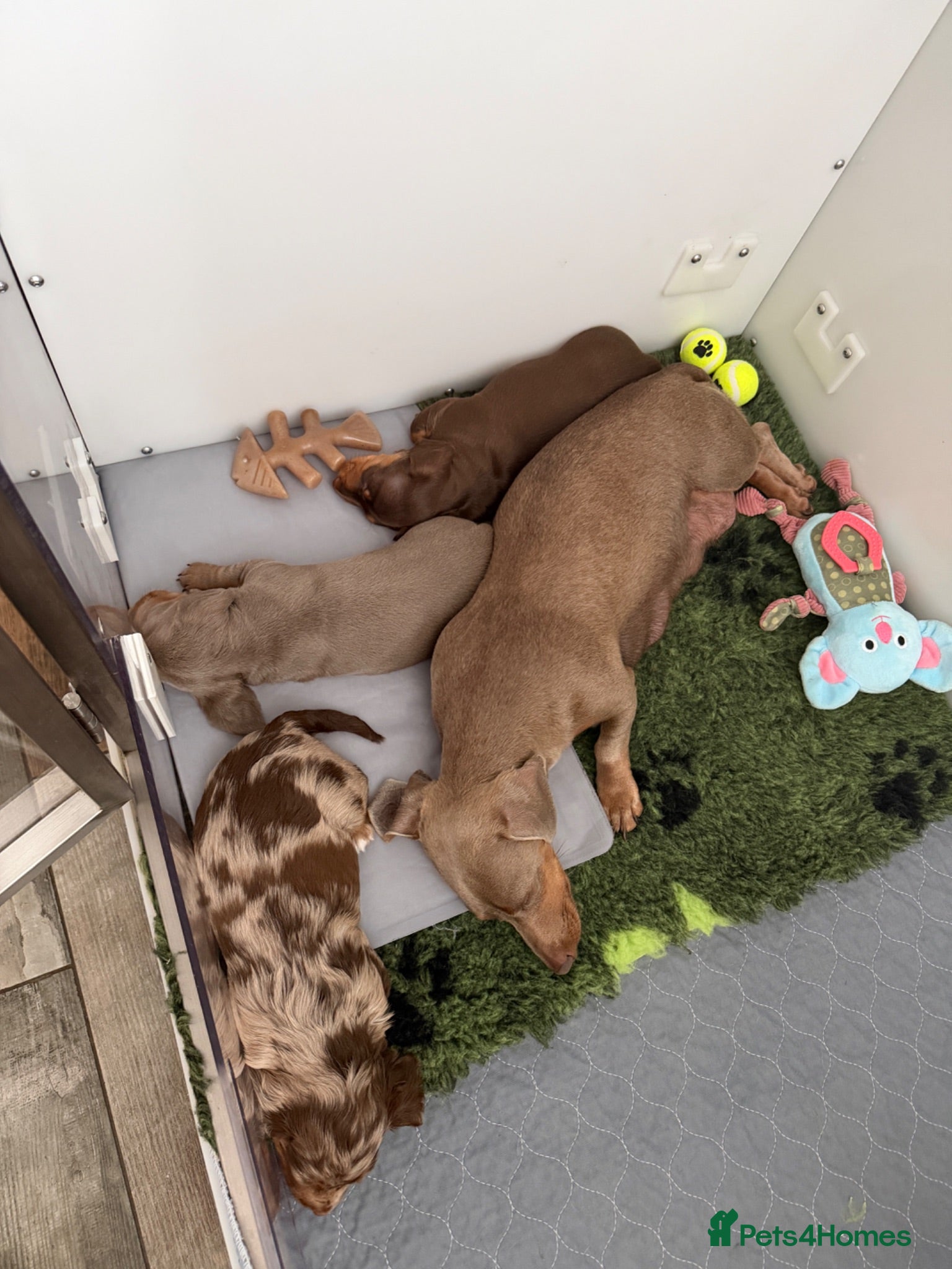 Miniature Dachshund dogs  Beautiful Miniature Dachshund Puppy Available  - Advert 2