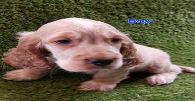 Cocker Spaniel dogs - Advert 15