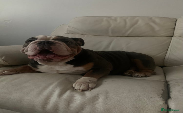 English Bulldog dogs - Advert 1