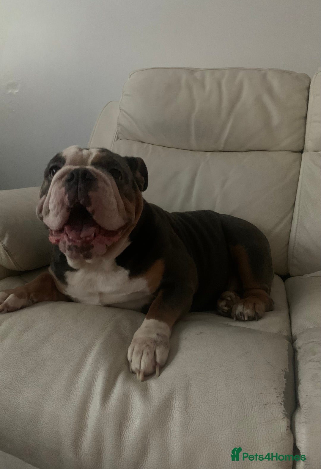English Bulldog dogs for sale: British Bulldog  - Image 1