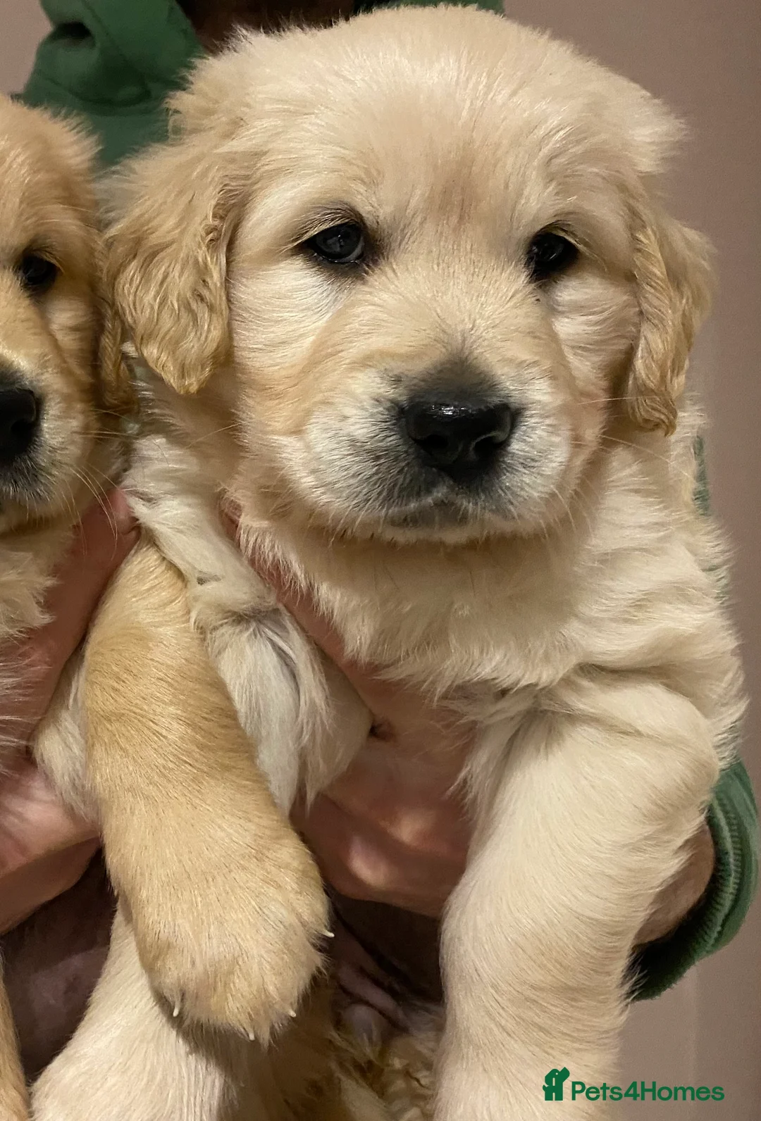 Golden Retriever dogs for sale: Gorgeous Golden Retriever Puppies - Advert 11