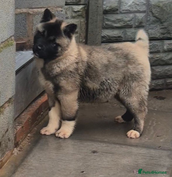 Akita dogs AMERICAN AKITA FEMALES BLACK MASK BEARS - Advert 3