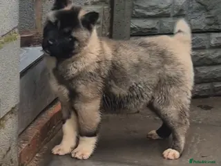 Akita dogs AMERICAN AKITA FEMALES BLACK MASK BEARS - Advert 1