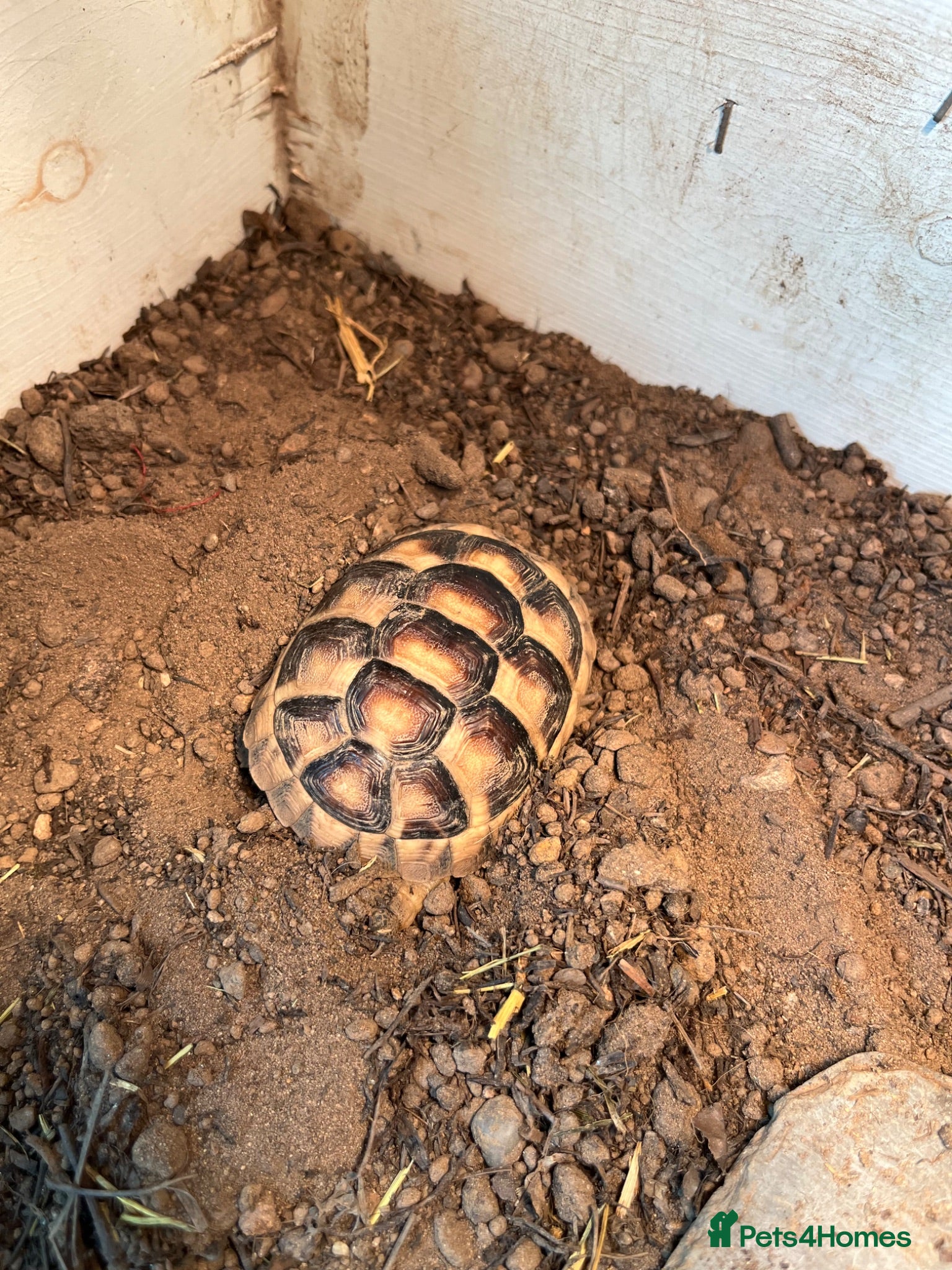 Tortoise reptiles Marginated Tortoise & Set Up - Advert 1