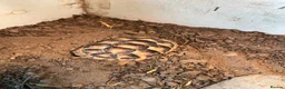 Tortoise reptiles for sale: Marginated Tortoise & Set Up in Dawlish - Advert 1