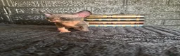 Sphynx cats for sale: Sphynx kittens TICA registered  - Advert 7