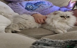 Persian cats for sale: Mother and daughter chinchilla persians - Image 5
