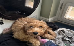 Irish Doodle dogs for sale: 4 Month Irish Doodle - Perfect Puppy - Image 6