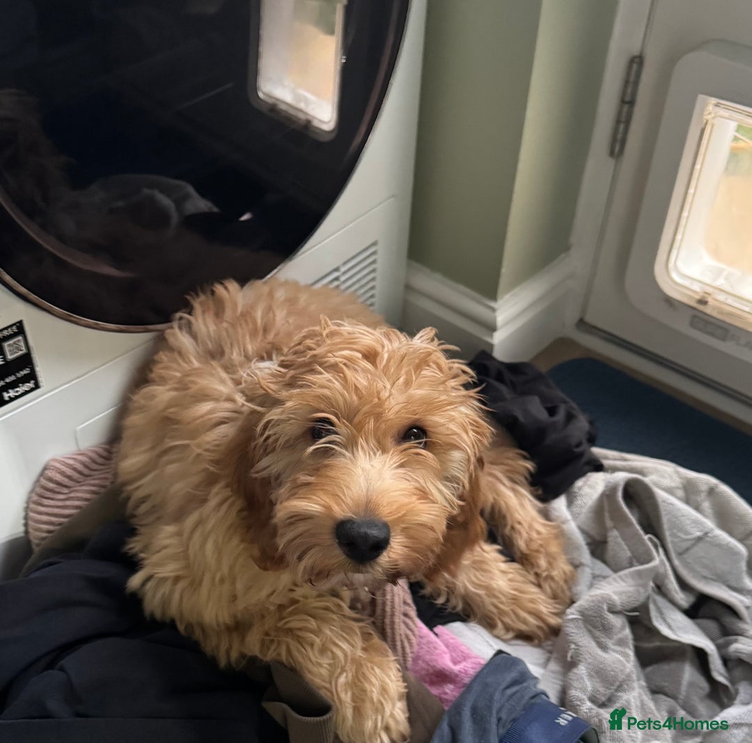 Irish Doodle dogs for sale: 4 Month Irish Doodle - Perfect Puppy - Image 6