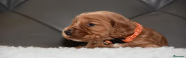 Cocker Spaniel 2