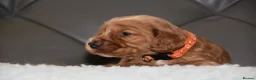 Cocker Spaniel dogs for sale: Kc Reg Show Type Cocker Spaniel  Health Tested - Advert 27