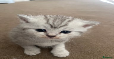 Scottish Fold cats - Advert 13