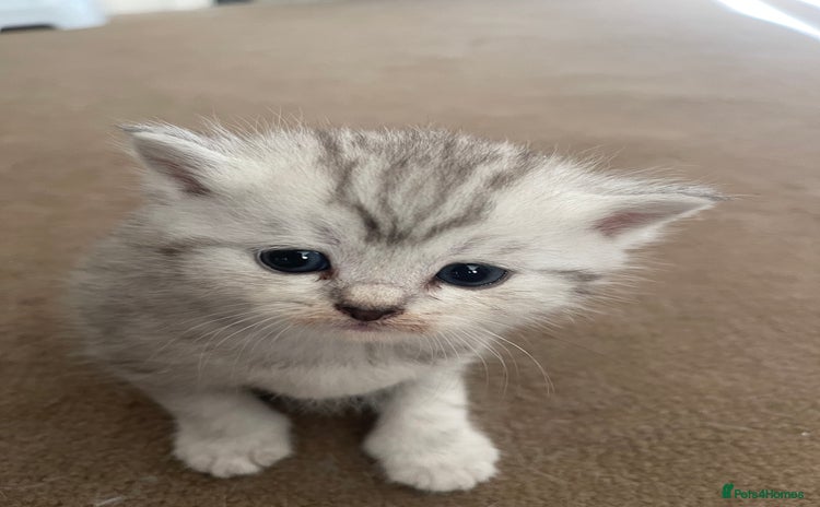 Scottish Fold cats - Advert 13