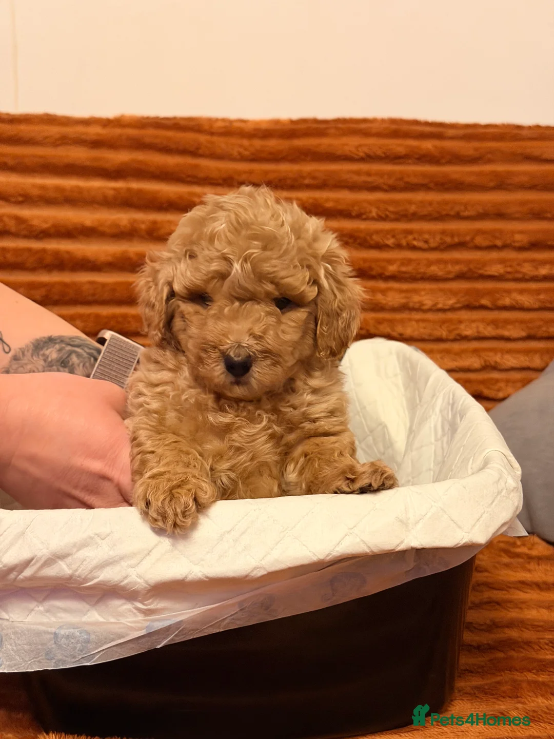 Cockapoo dogs for sale: Five Cockapoo all female  - Advert 4