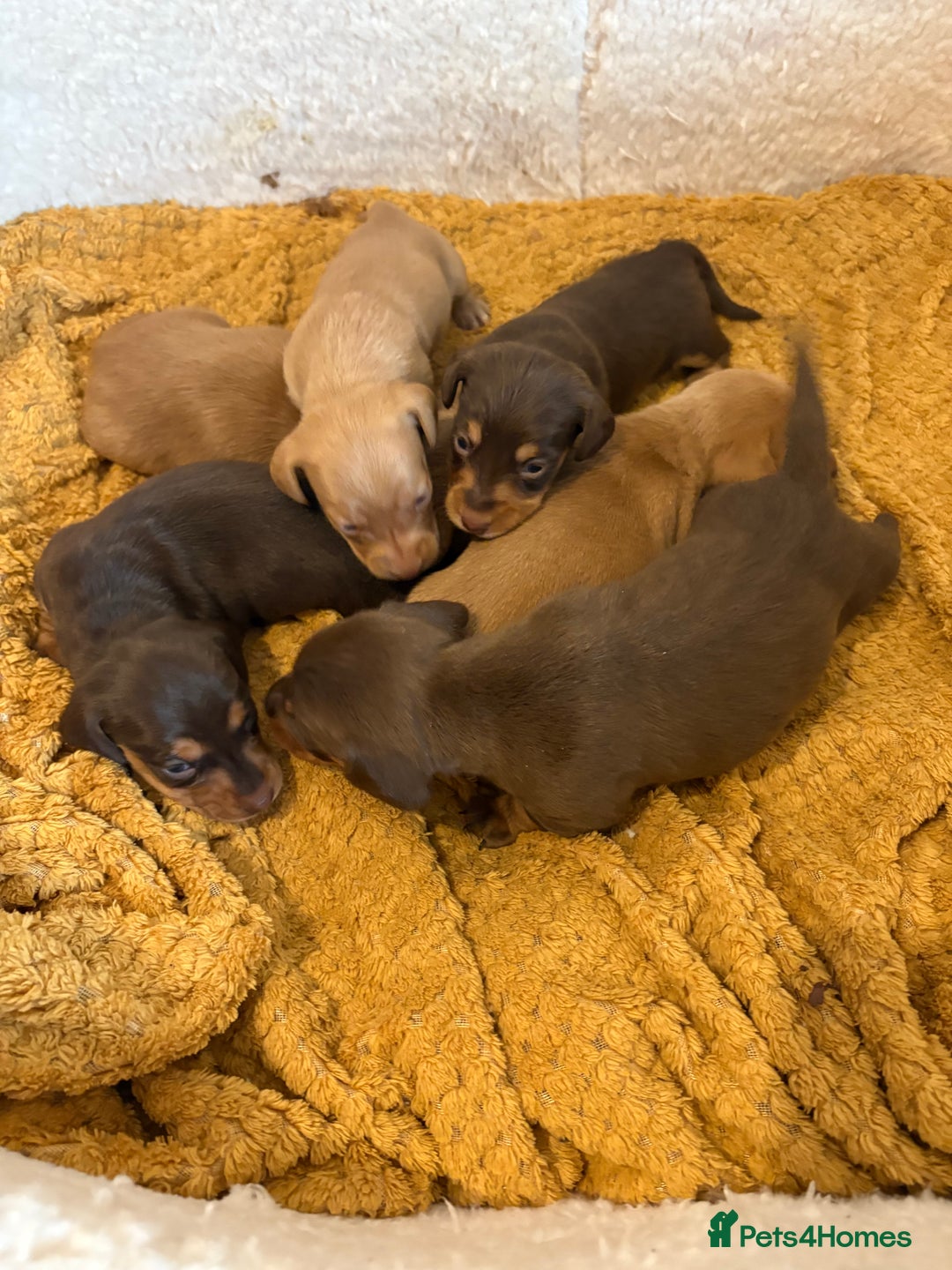 Dachshund dogs for sale: Stunning Chocolate & Cream puppies  - Image 2