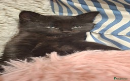 Ragdoll cats for sale: 3 Male Kittens Ragdoll X Turkish Angora  - Image 8
