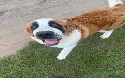 Saint Bernard dogs for sale: Saint Bernard pup  - Image 5