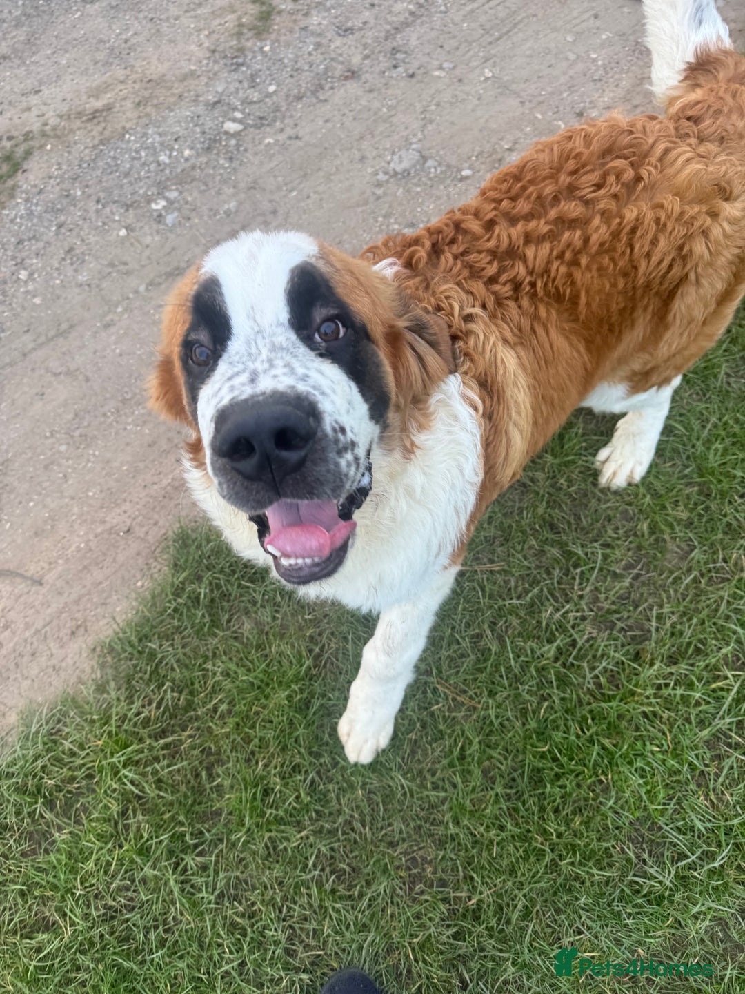 Saint Bernard dogs for sale: Saint Bernard pup  - Image 5
