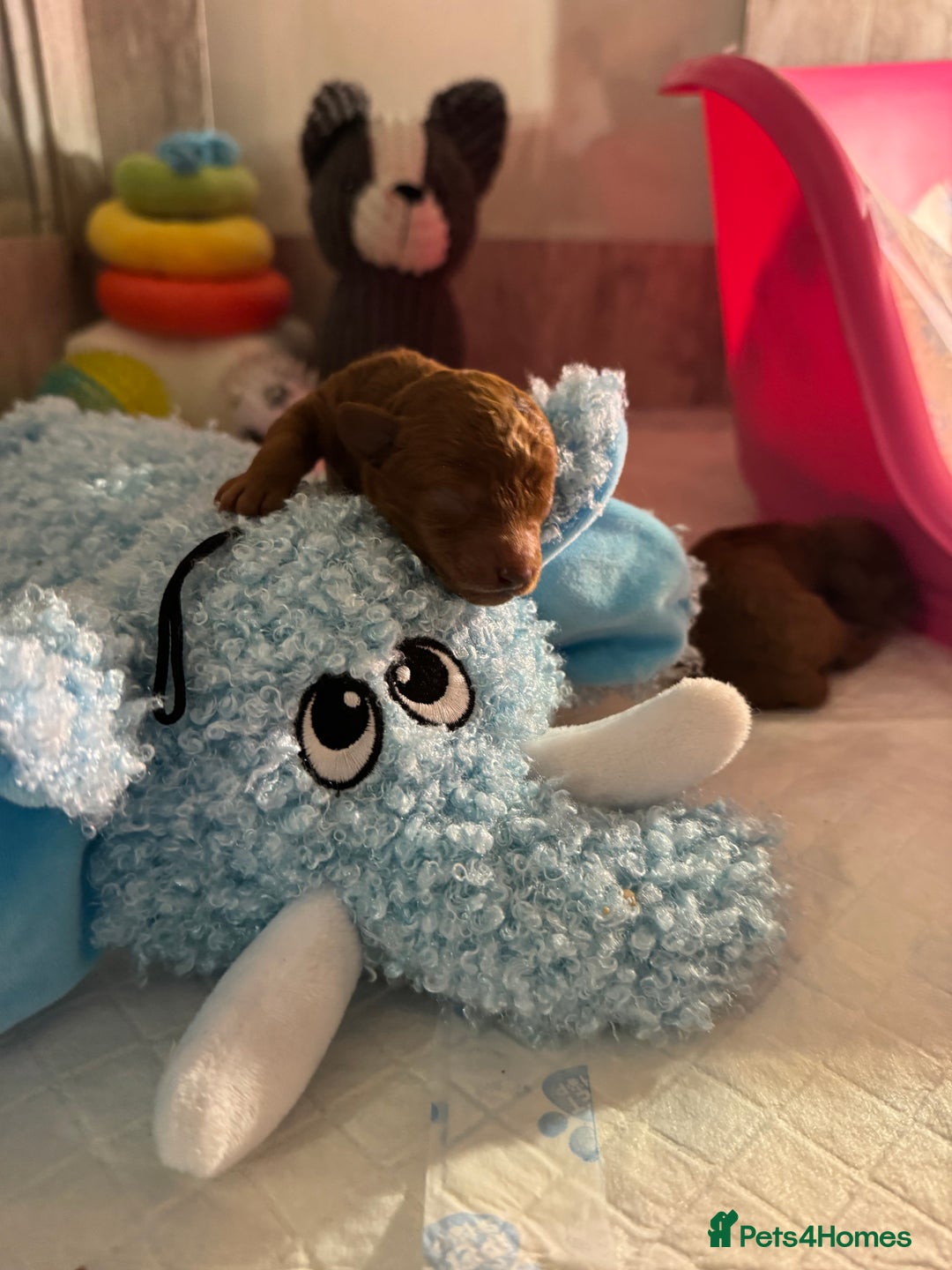 Toy Poodle dogs for sale: Gorgeous Toy Poodle Puppies  - Advert 5