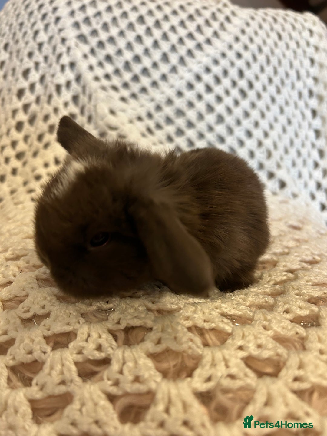 Mini Lop rabbits for sale: Pure Mini Lop babies  - Advert 3