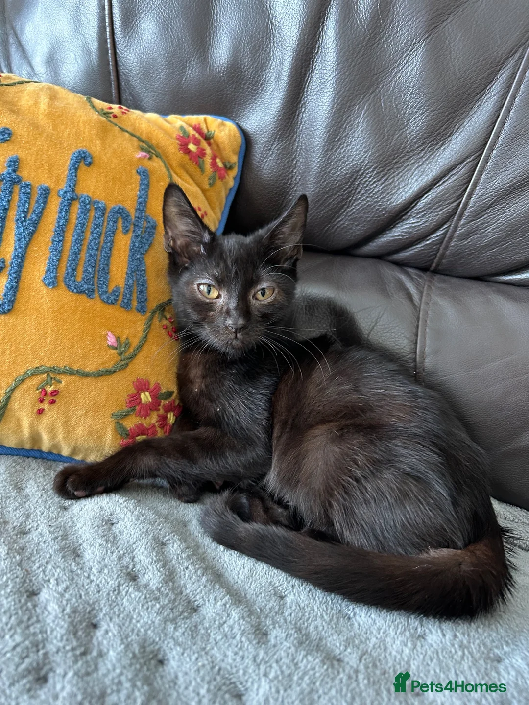 Mixed Breed cats for sale: 2 gorgeous boys urgently needing homes🏡  - Advert 2
