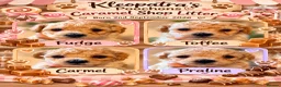 Poochon dogs for sale: Poochons born to Extensively HealthTested parents  - Advert 16