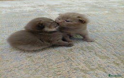 British Shorthair cats for sale: Gccf british shorthair kittens  - Image 9