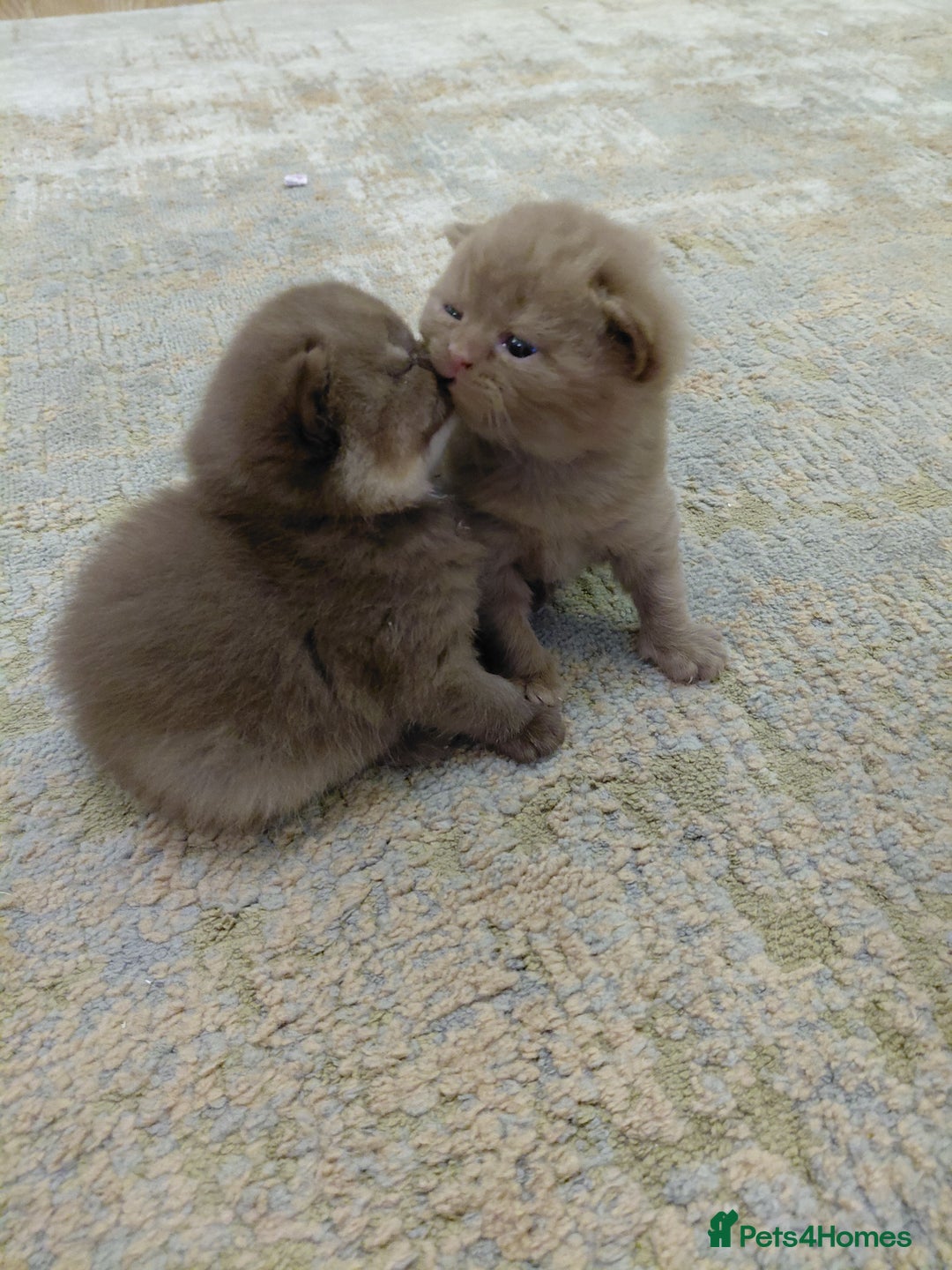 British Shorthair cats for sale: Gccf british shorthair kittens  - Image 9