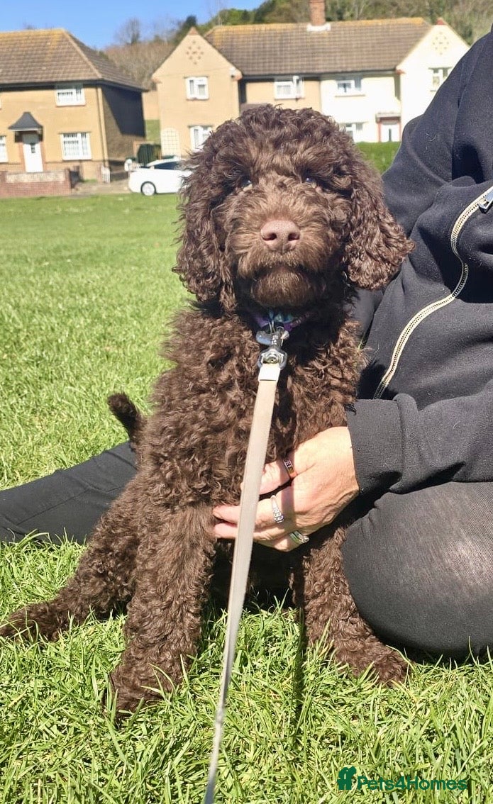 Australian Labradoodle dogs Labradoodle  - Advert 11