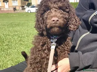 Australian Labradoodle dogs Labradoodle - Advert 11