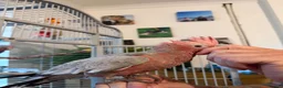 Cockatoo birds for sale: Hand reared baby galah  - Advert 6