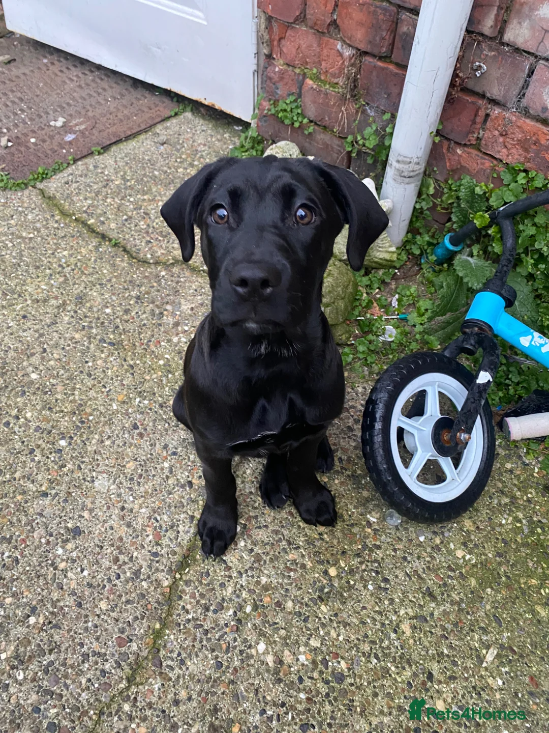 Mixed Breed dogs for sale: cane corse & Presa canario puppy  - Advert 5