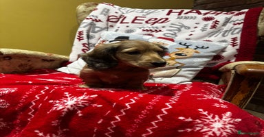 Miniature Dachshund dogs 5 Beautiful Long Haired Miniature Daschund’s   - Advert 1