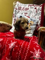 Miniature Dachshund dogs 5 Beautiful Long Haired Miniature Daschund’s - Advert 6