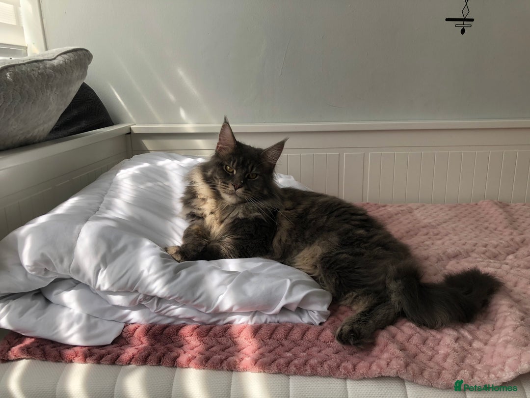 Maine Coon cats for sale: 5 Beautiful Maine Coon kittens for sale - Image 8