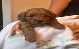 Cockapoo dogs for sale: Cockerpoo FB1 - Image 6