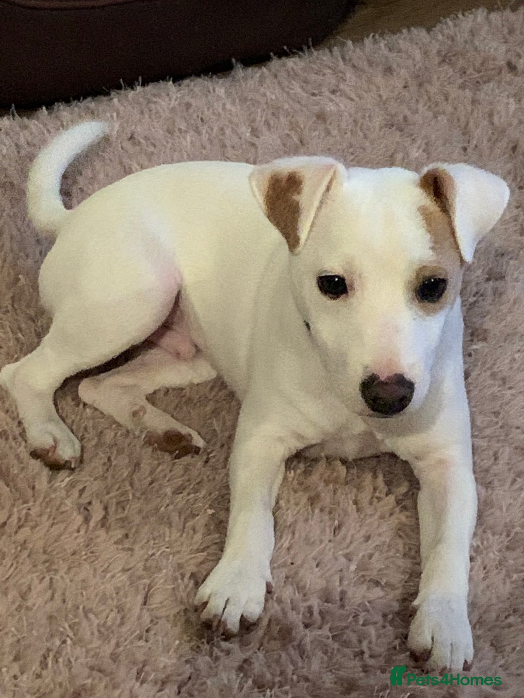 Jack Russell dogs for stud: Little Layne - Advert 2