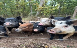 Pig livestock for sale: Adorable Pet Kune Kune cross piglets for sale - Image 3