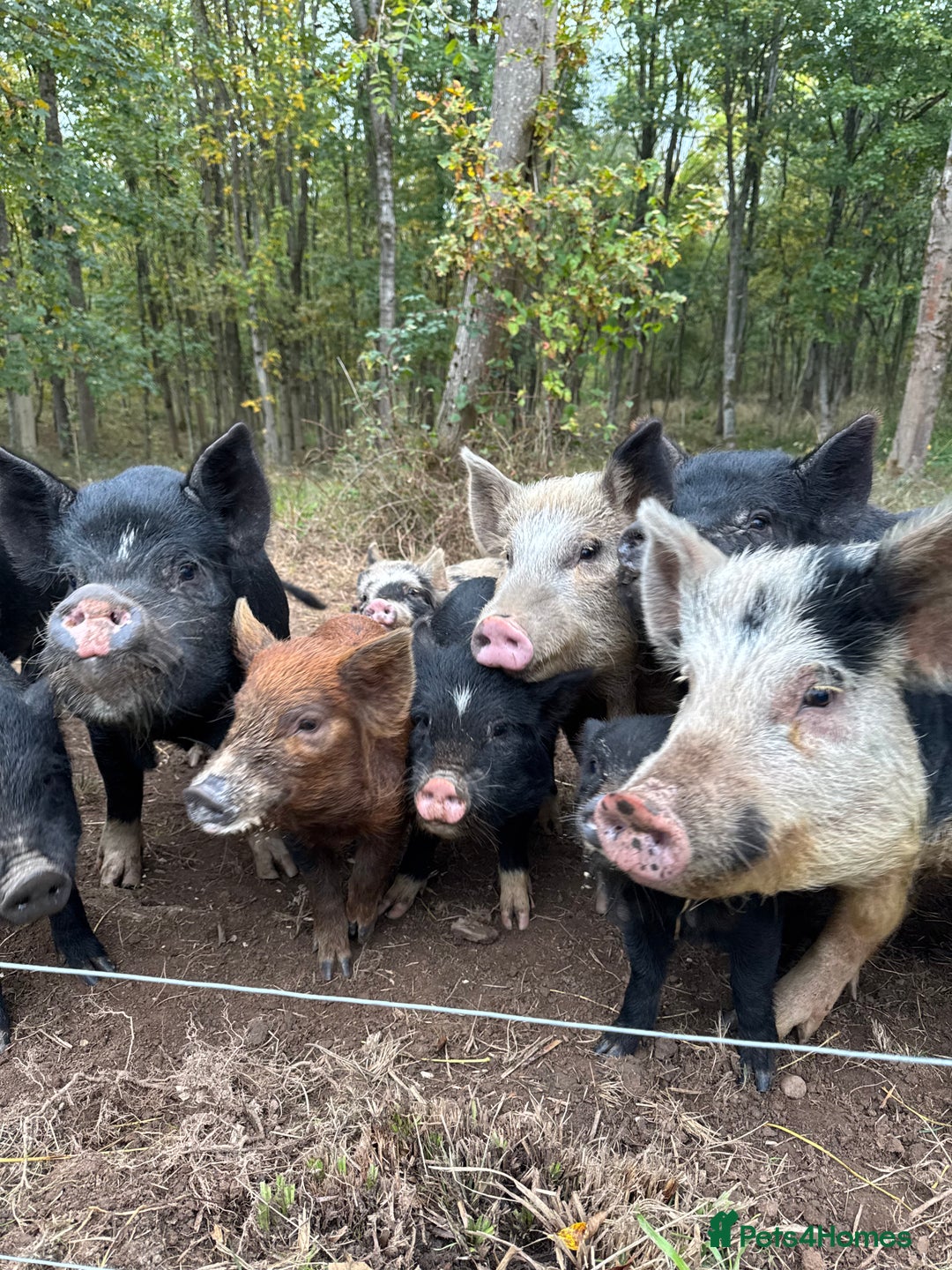 Pig livestock for sale: Adorable Pet Kune Kune cross piglets for sale - Image 3