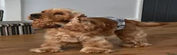 Cocker Spaniel dogs for sale: Stunning Stud Boy Full Health Tested - Advert 1