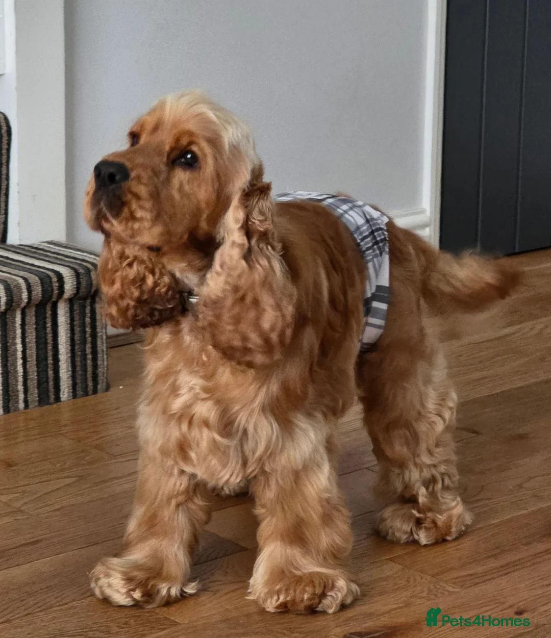 Cocker Spaniel dogs for sale: Stunning Stud Boy Full Health Tested - Advert 1