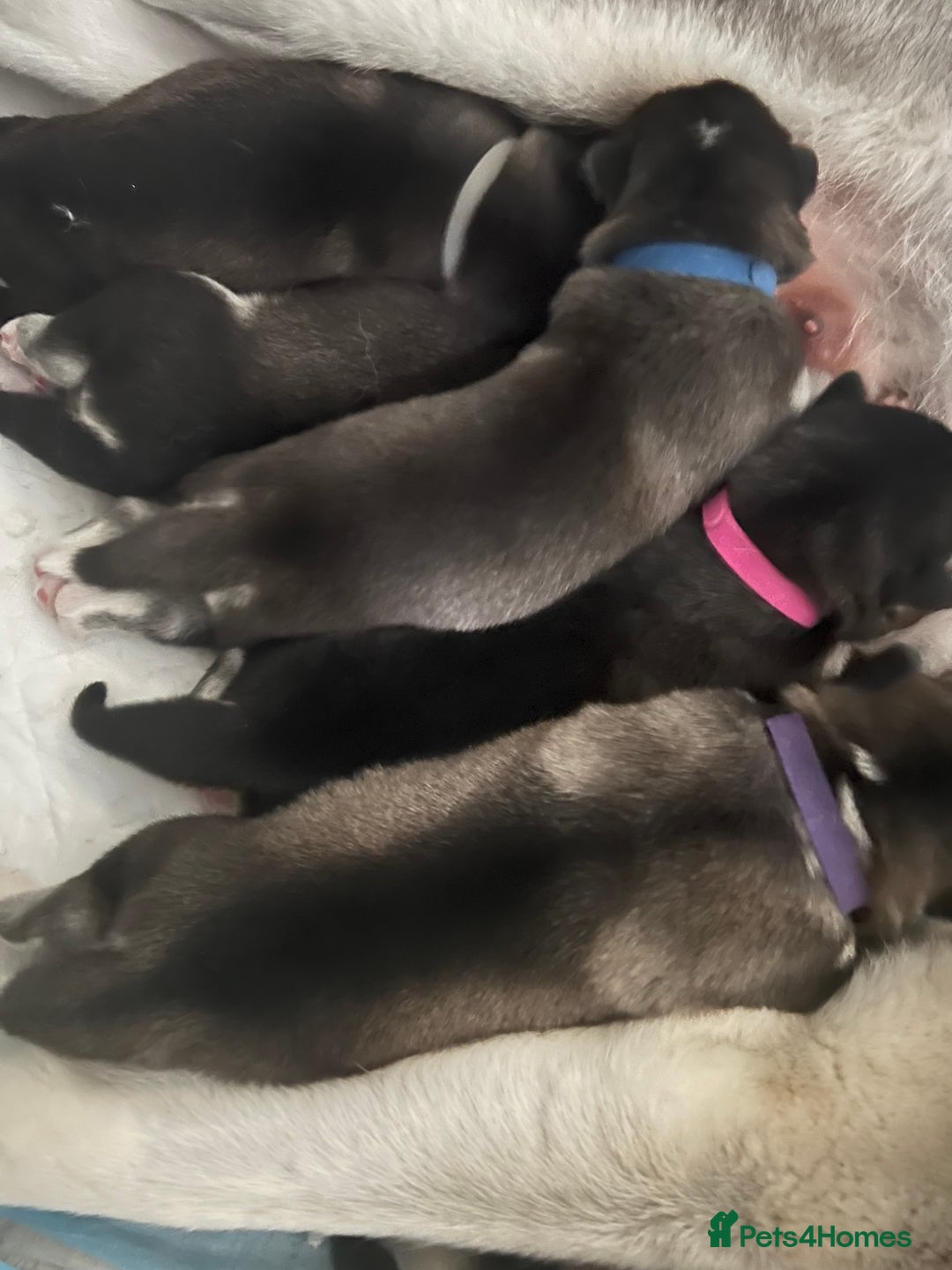 Siberian Husky dogs for sale: Strong Chunky Siberian Husky puppy’s  - Image 11