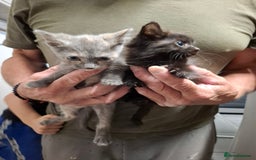 Mixed Breed cats for sale: 5 kittens ready to go  - Image 1