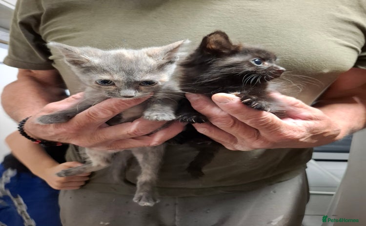 Mixed Breed cats - Advert 4
