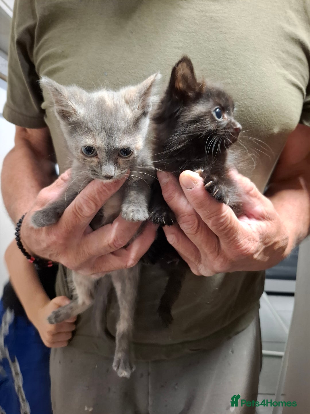 Mixed Breed cats for sale: 5 kittens ready to go  - Image 1