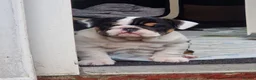 English Bulldog dogs for sale: for sale Bulldog puppy. - Advert 6